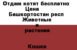 Отдам котят бесплатно › Цена ­ 1 - Башкортостан респ. Животные и растения » Кошки   